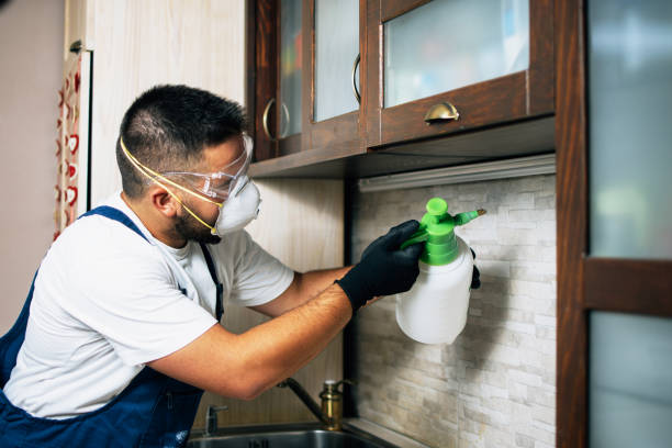 Best Termite Control Services  in Fortuna Foothills, AZ