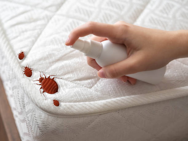 Best Affordable Pest Control Services  in Fortuna Foothills, AZ