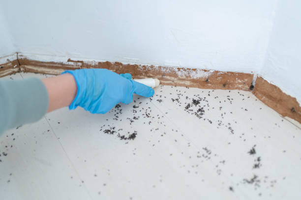Reliable Fortuna Foothills, AZ Pest Control Solutions